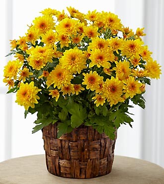 Chrysanthemum